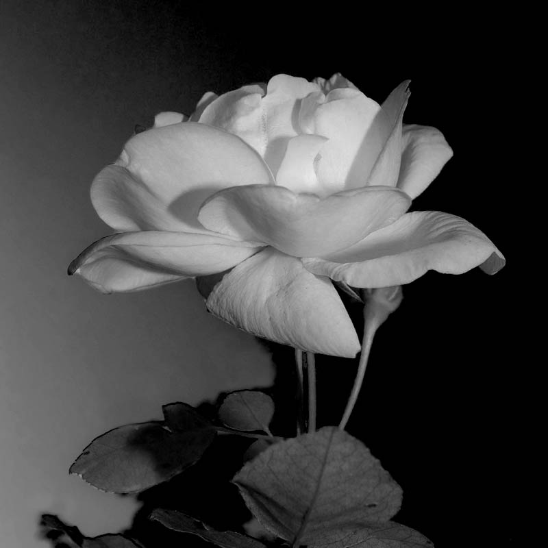 beautiful white rose flowers. White rose